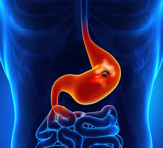 stomach